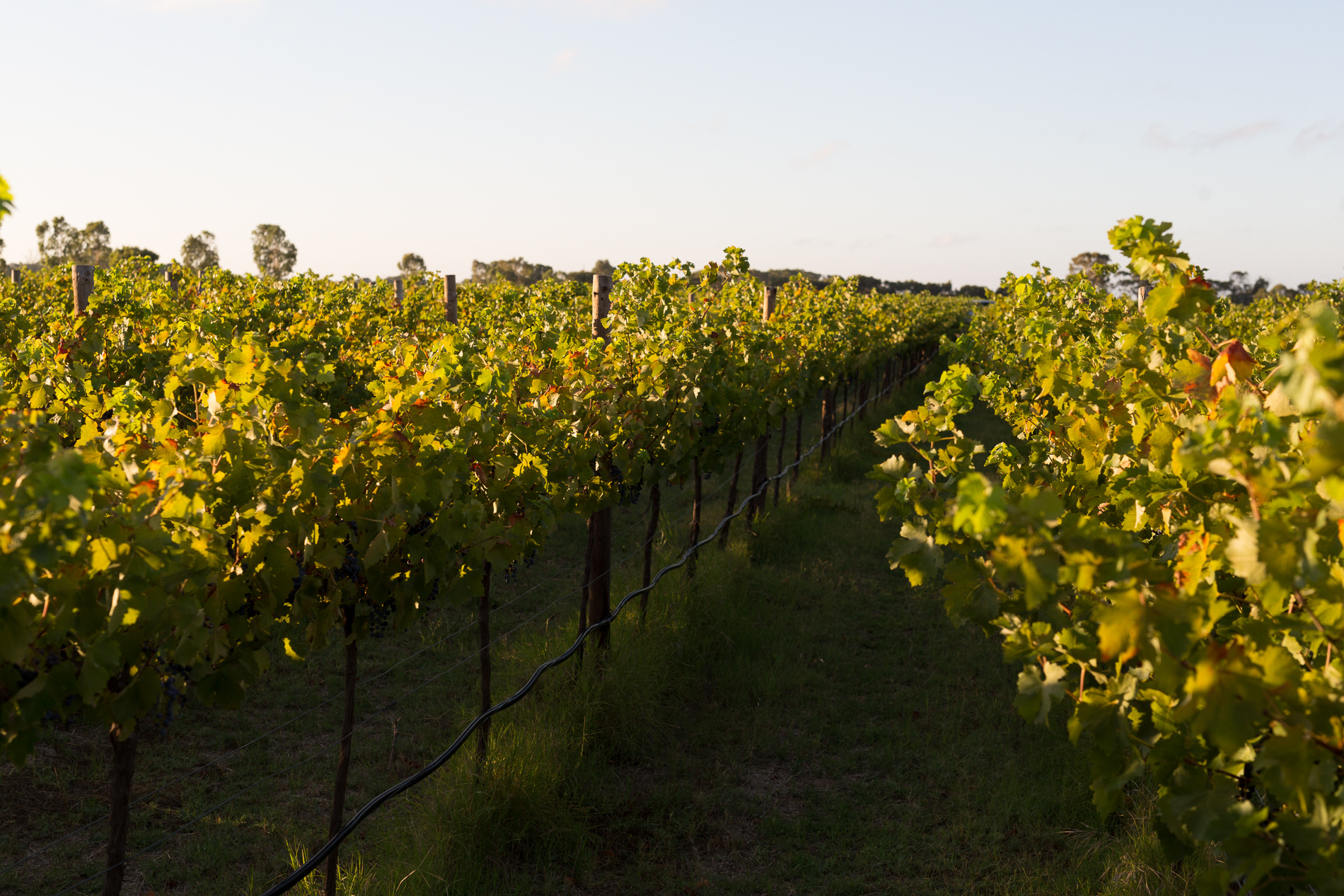 Temple Bruer Wines
