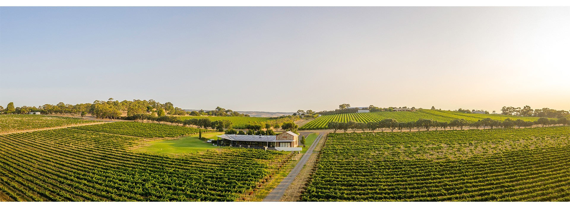 Angove Wines
