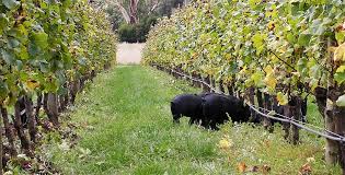 Hochkirch Wines