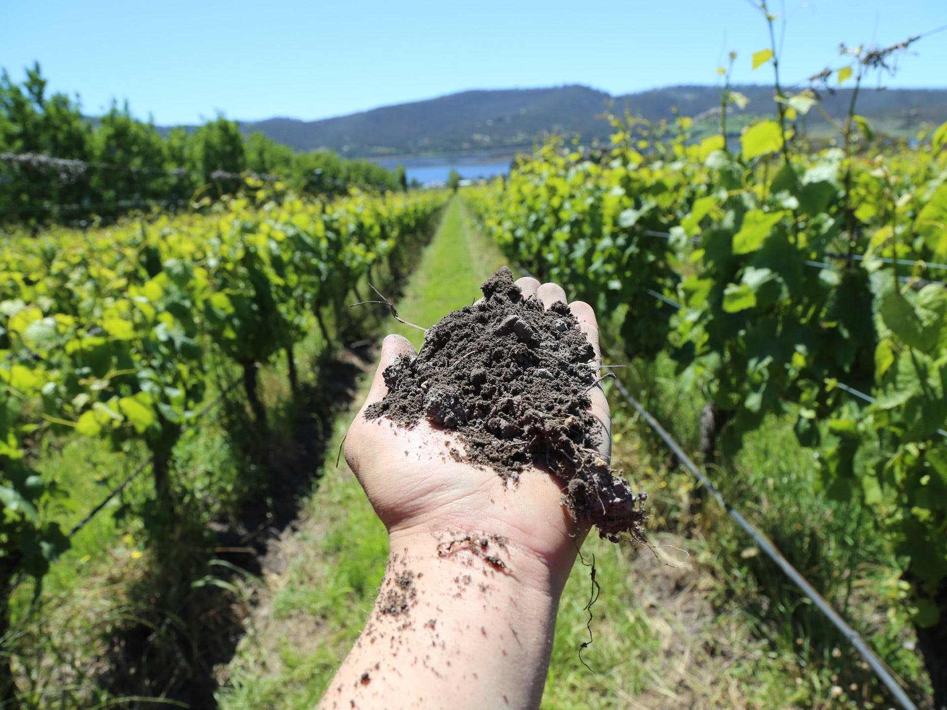Stefano Lubiana Wines