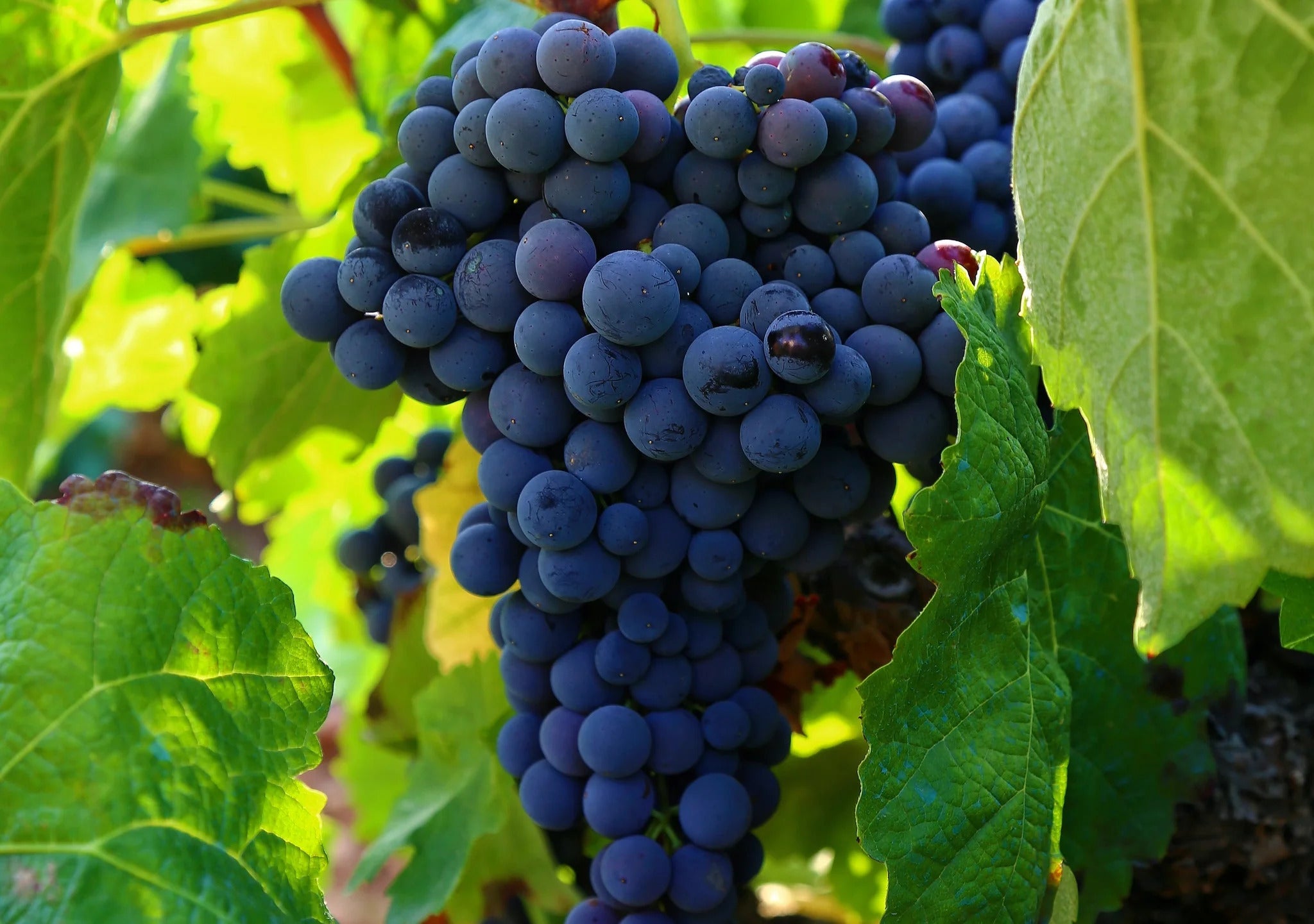 Shiraz