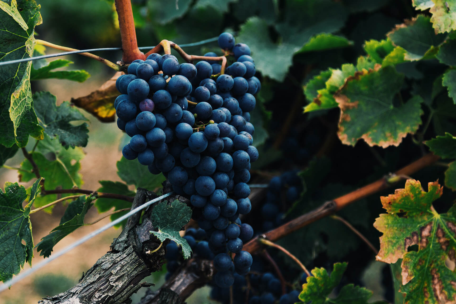 Cabernet Sauvignon