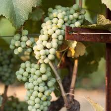 Chardonnay