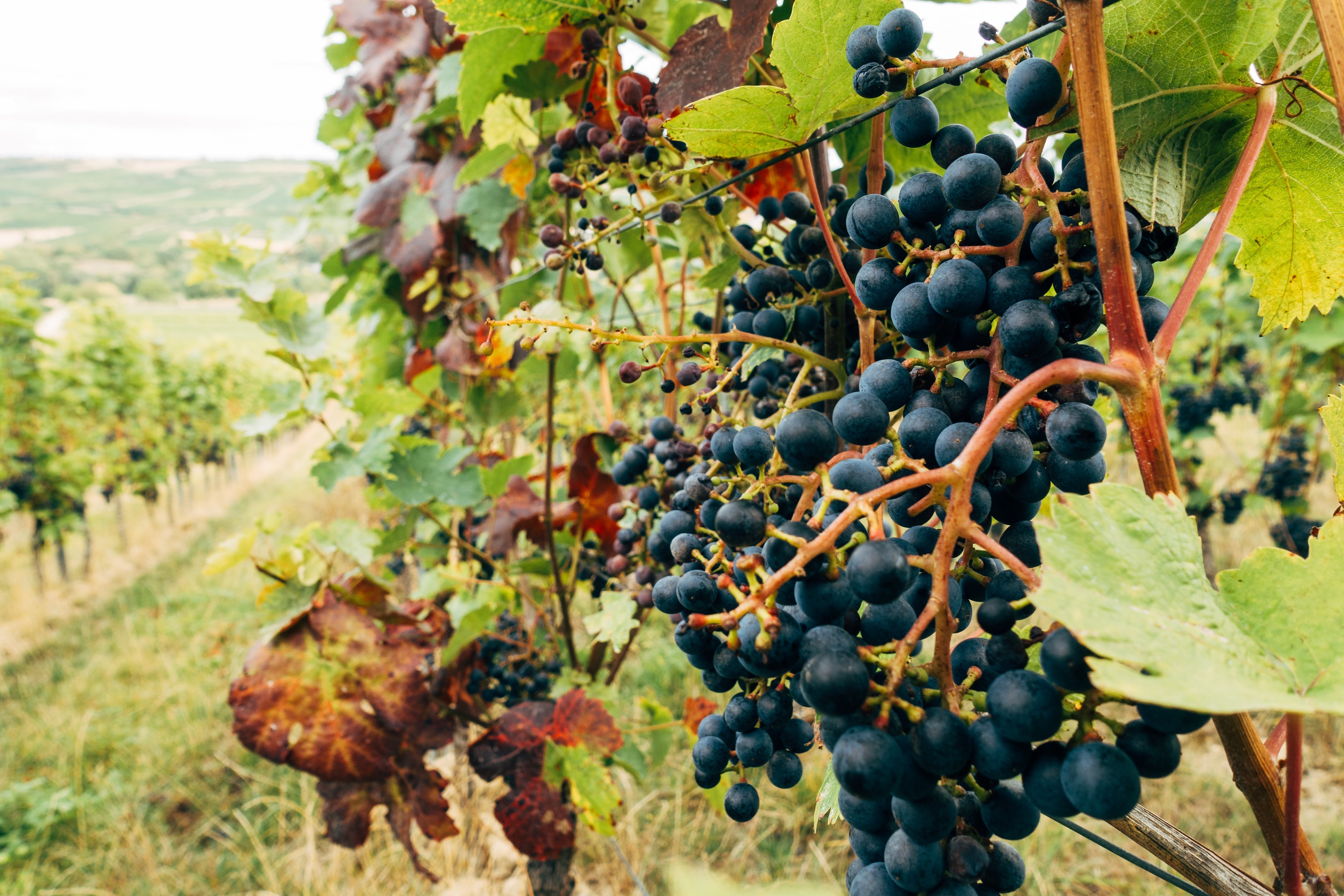 Tempranillo