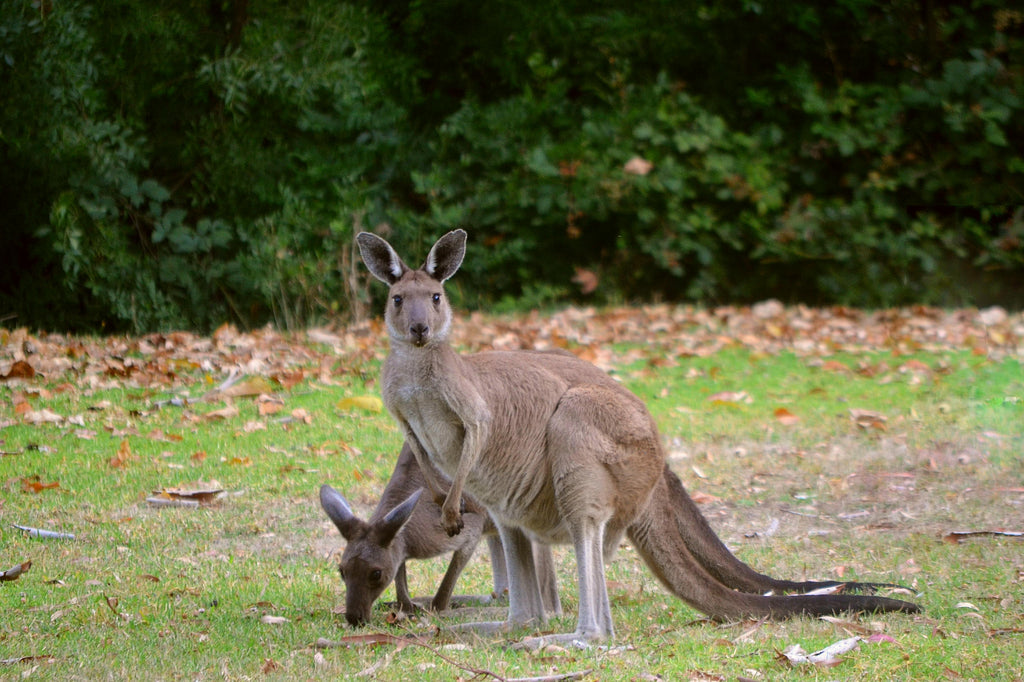 South Australia