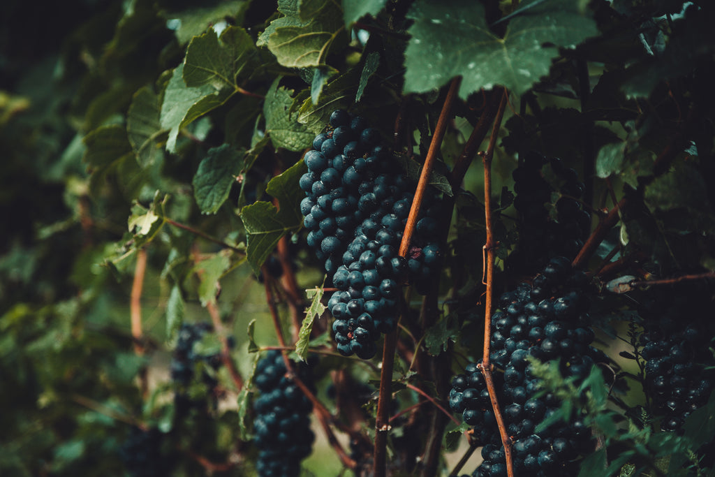 GRAPES-ON-THE-VINE